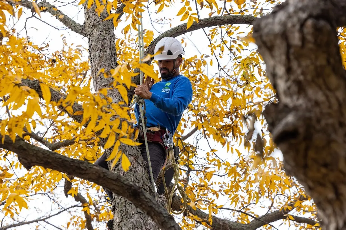 Skilled Tree Planing crew working in Harwich Port